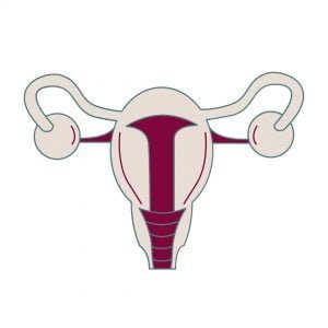 Clipart of the uterus with ovaries