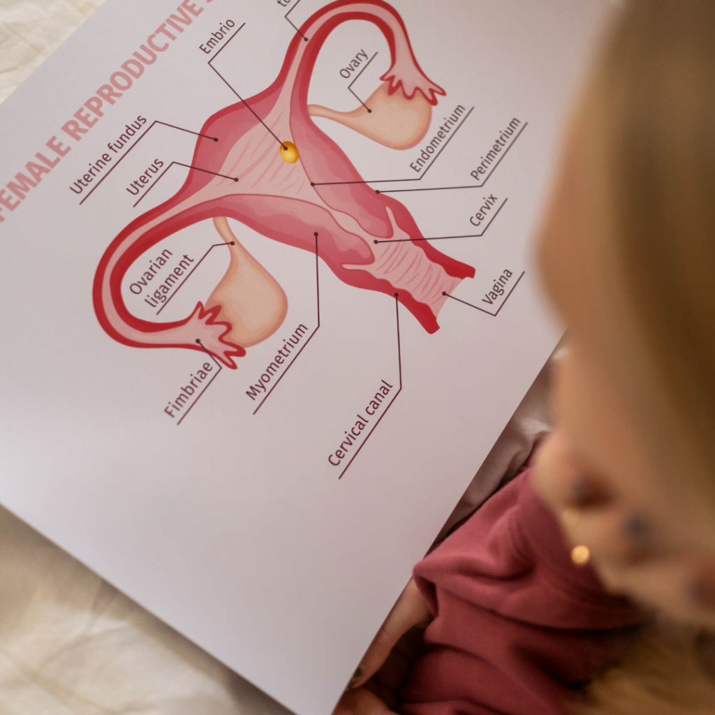 uterus, fallopian tubes, and vagina in pink on white paper with a the side of a blonde child looking at it