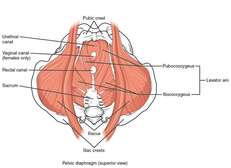 image of the pelvic floor muscles that are often involved in period pain and pelvic pain