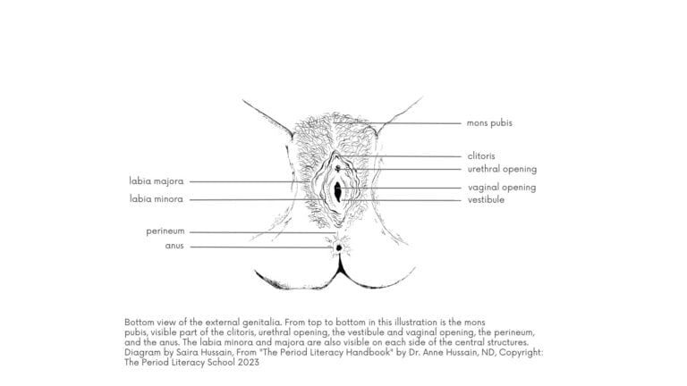Bottom view of the external genitalia. From top to bottom in this illustration is the mons pubis, visible part of the clitoris, urethral opening, the vestibule and vaginal opening, the perineum, and the anus. The labia minora and majora are also visible on each side of the central structures.