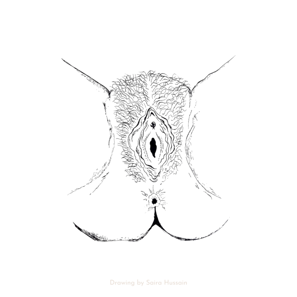 Bottom view of the external genitalia. From top to bottom in this illustration is the mons pubis, visible part of the clitoris, urethral opening, the vestibule and vaginal opening, the perineum, and the anus. The labia minora and majora are also visible on each side of the central structures.