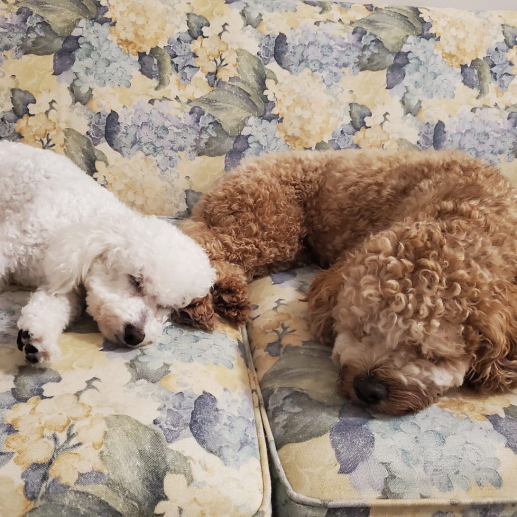 Floral couch with a brown cockapoo and white bichon frise sleeping beside each other