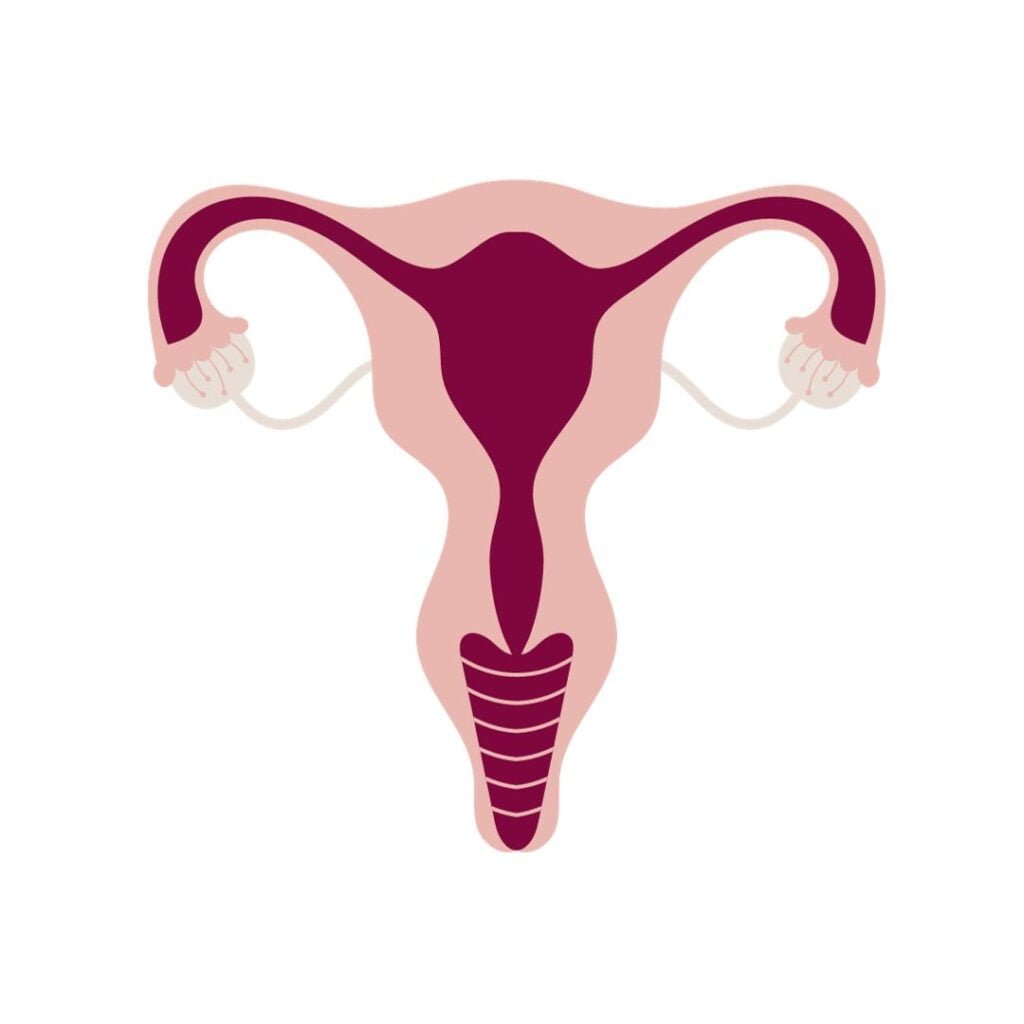 clipart image of a uterus in pink and magenta